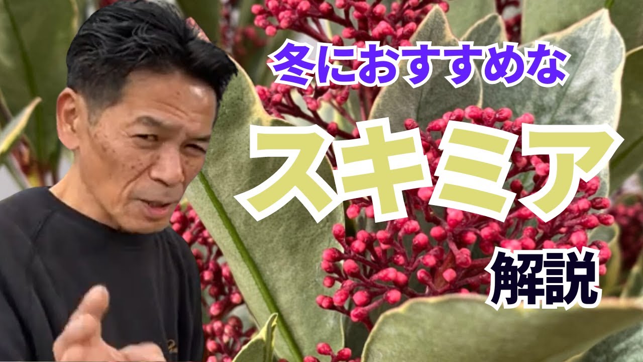 【花物】冬におすすめな植物！スキミア！