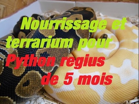 snake reptiles pictures nourrissage et terrarium python regius 5 mois