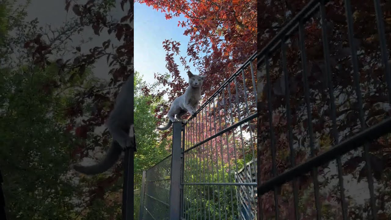 Your Sister S Stuck On The Roof Cat