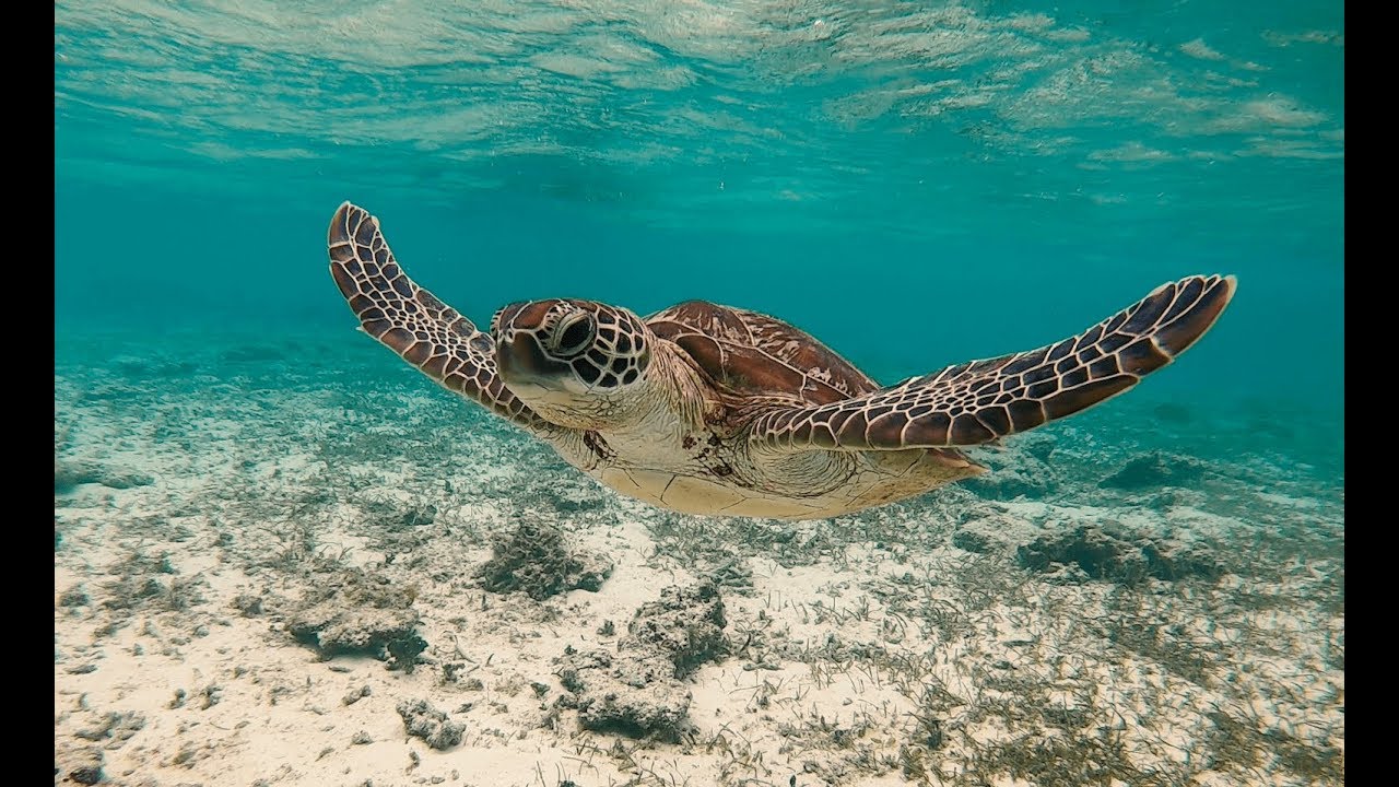 Морская черепаха! Морская черепаха! Морская черепаха! @ Япония Окинава Остров Хатерума Нишихама