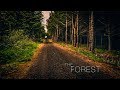 Iceland The Forest (dji goggles, mavic, osmo...)