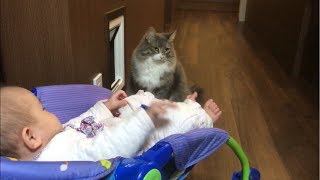 赤ちゃんの為に動き回る猫 ノルウェージャンフォレストキャット A cat moving around for a baby