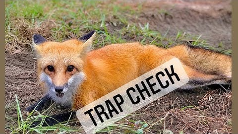 Coyote trapping - checking traps with a mixed bag