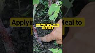The secret to juicy tomatoes ?🍅Bone meal!#humblegardening #growtomatoes#tomatofarming