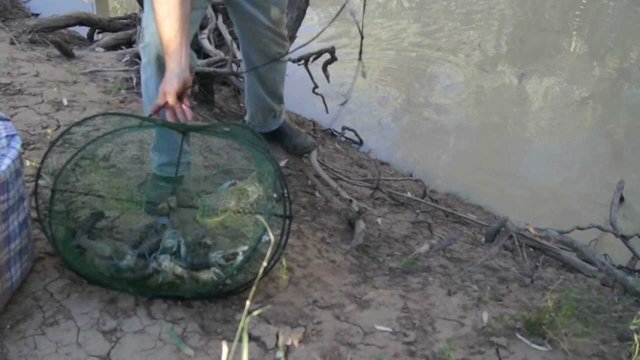 Catching Yabbies in Australia 