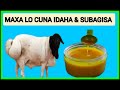 IDAHA SUBAGISA FA IDADA LAGA HELO LAGU BAXNANIYA CUDURO BADAN SOMALIDU AD U ISITICMASHO SHEEP GHEE 