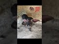 #vlog #shorts