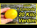 Günde 1 Limonla 20 Kilo Verdim- Denenmiş Sonuç Alınmış Zayıflama Kürü