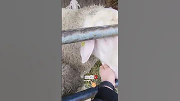 Бараны Мериноланд!