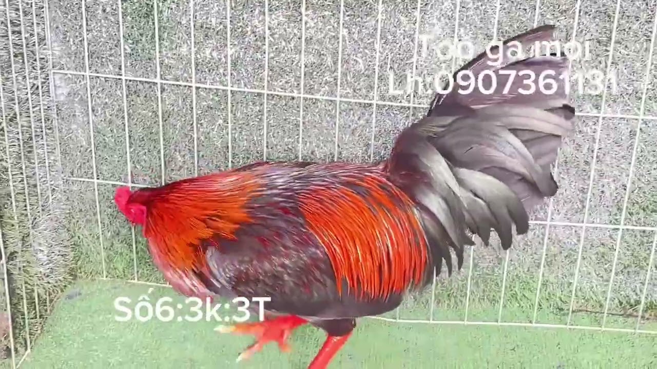 Tốp gà 15 em khá giỏi:ngày 22/4/2025