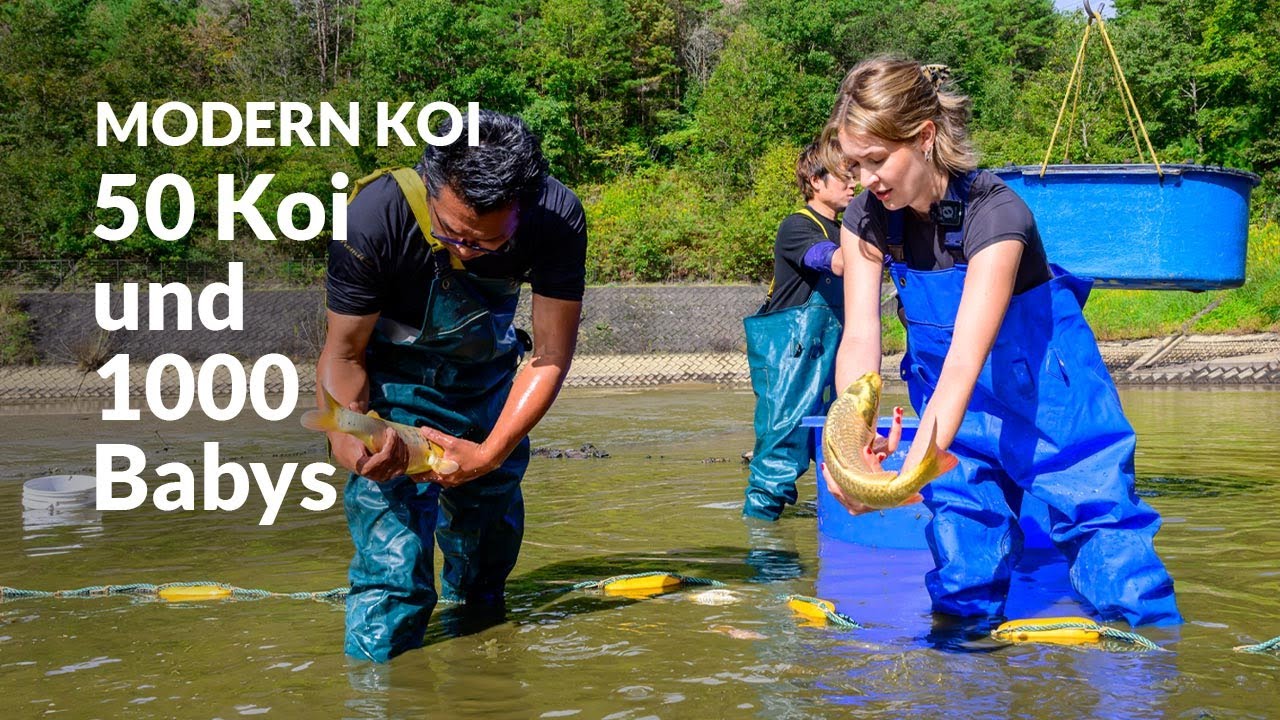 Die Sansai Ikeage Yamaguchi  | Modern Koi Blog Japan #7731