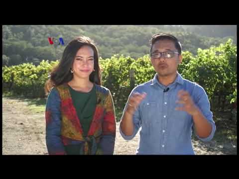 Video: Di Napa, Orang Meksiko-Amerika Telah Beralih Dari Pekerja Migran Menjadi Pemilik Kebun Anggur. Berikut Adalah 10 Kilang Anggur Milik Latino Untuk Dikunjungi. - Jaringan Matador