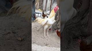 Beautiful Boska asil #birds #roosterfarm #mianwaliaseels #aseelmurga