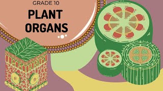 Plant organs | The basic structure and function of each