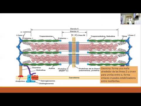 Video: ¿Qué son las bandas anisotrópicas e isotrópicas en los músculos?