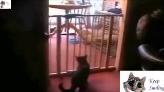 best compilation of jokes with cats