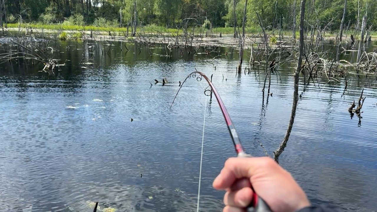 SZCZUPAKI z ZALANEGO LASU