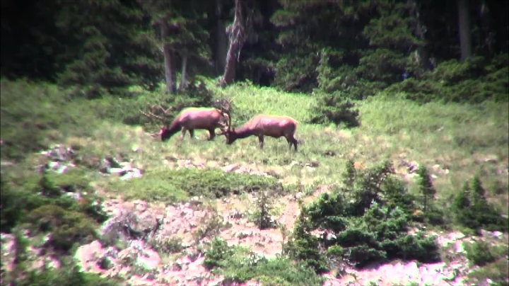 GIANT Bull Elk in Spring and Summer - MossBack