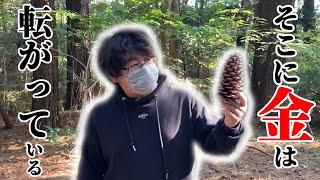 今年も松ぼっくりで稼ぎます【副業チャンネル】#39