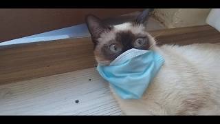 Maske Takan Kedi.covi̇t 19.Kedi̇.