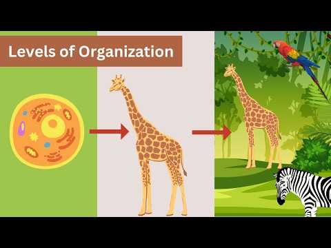 Video: Vilka är nivåerna på den biologiska organisationen?
