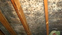 Mold Removal Cost 