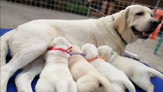 Labrador Moms Nursing Their Cute Baby Puppies Videos Compilation 2020 | Puppies Nursing