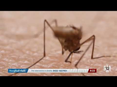 SVEGLIA FRIULI | 08/08/2024
