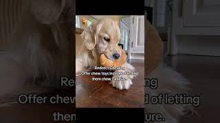 Puppy Essentials Every Owner Should Know#BetterWild #usa #dogsoftiktok #viral #style