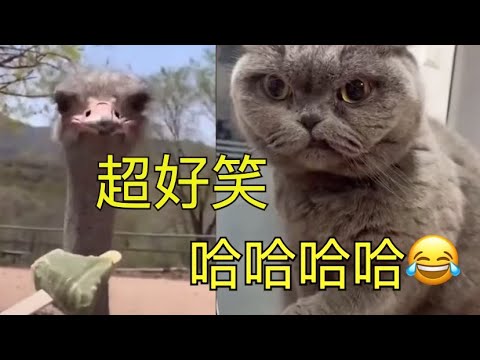 【搞笑-配音】2021-爆笑东北话配音-eps.47-|搞笑神配音伴你度过愉快周末~~-|-被猫威胁了-|-保你笑到肚子抽筋-喘不上气-笑出腹肌-😂😂😂