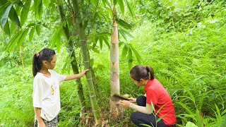 How to Harvest Bamboo Shoots Goes To Market Sell - Building Cabin On The Fish Pond -Hanna Daily Life