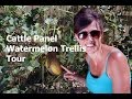Cattle Panel Vertical Watermelon Trellis Tour