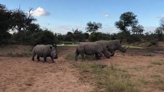 White Rhino Parade