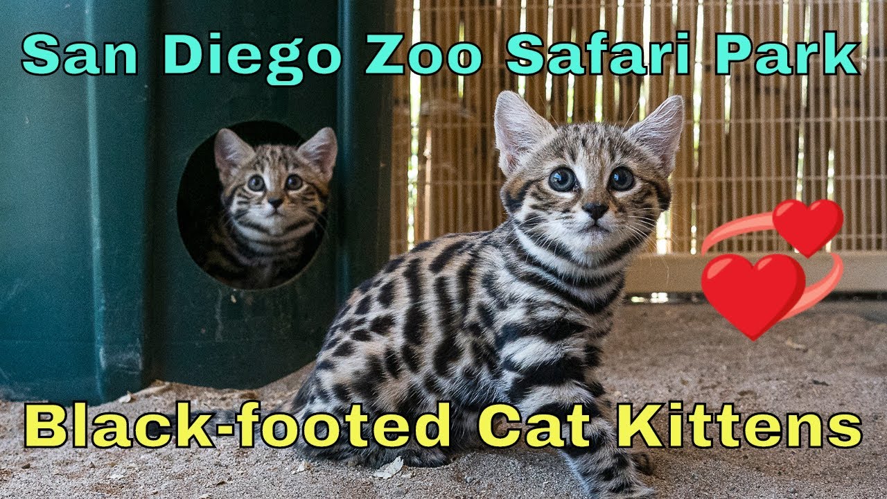 Black Footed Cat Kittens At The San Diego Zoo Safari Park Youtube