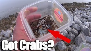 How to catch Crabs for Sheepshead! Beginner Saltwater Fishing Bait