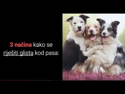 Video: 3 najčešćih problema s psećom obukom i kako ih riješiti