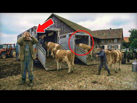 Kühe in Berlin verkaufen: Finden Sie Ihre perfekten Milchvieh-Rinder