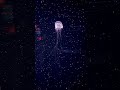 Interesting jellyfish propulsion technique…