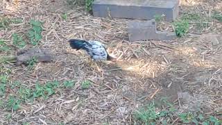 11-23-25 Chicken Sparrow And Rooster Tv Of Birds