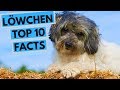 Lowchen - TOP 10 Interesting Facts の動画、YouTube動画。