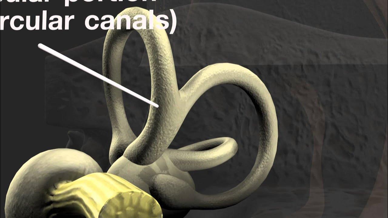 Anatomy of the Human Ear Biology Diagrams
