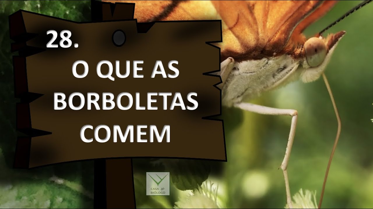 O que as borboletas comem