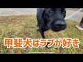 嬉しくて唸るのが甲斐犬やで(知らんけど〜w)