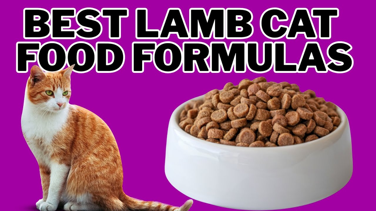 Best Lamb Cat Food Formulas in 2026