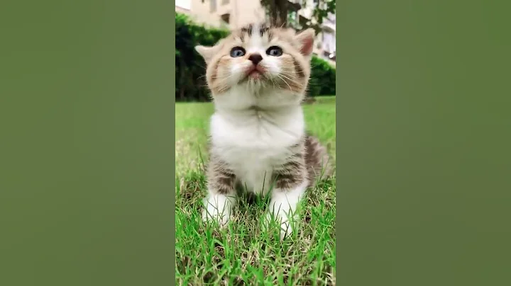 Watch the video about Funny cat videos cute cat videos #shorts