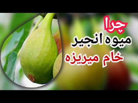 تصویری: ترکیدن میوه در کجا ایجاد می شود؟