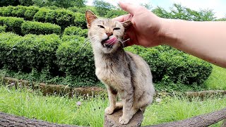 手摺の上を上手に歩いて「ほめてくれニャ〜」と甘えてくる猫