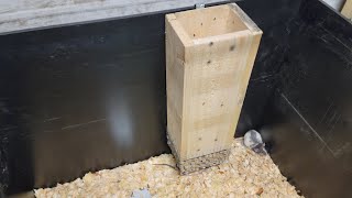 Gravity Feeder For Rat Grow Out Tub