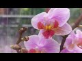 Обзор орхидей в Леруа Мерлен г. Киев, 19.02.2021г.