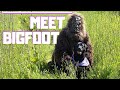 My dog found bigfoot   e72 violet is my dog  violets adventures  family channel black labrador